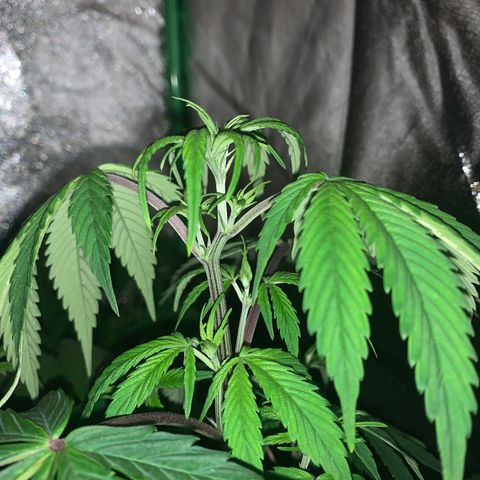 Northern Light Automatic #1 growlog timeline photo