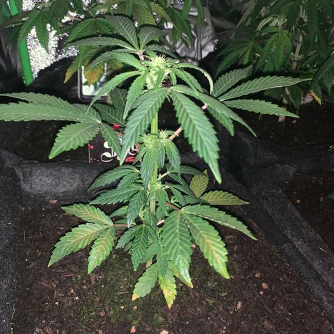 Auto Assassin growlog timeline photo