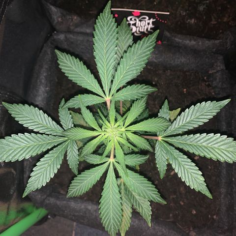 Auto Assassin growlog timeline photo