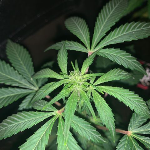 Auto Assassin growlog timeline photo