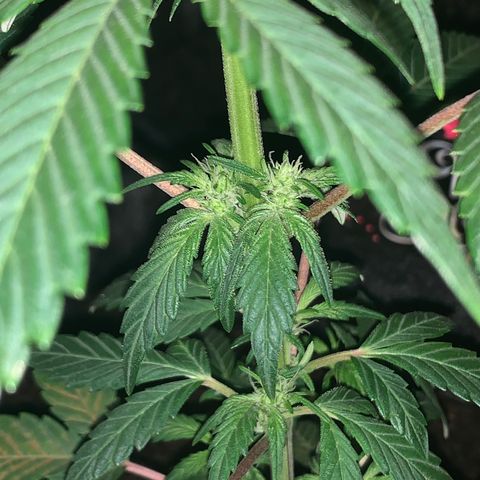 Auto Assassin growlog timeline photo