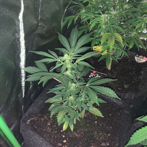 Auto Assassin growlog timeline photo