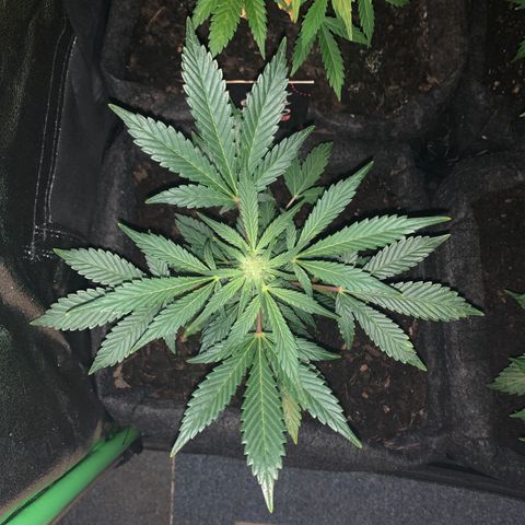 Auto Assassin growlog timeline photo