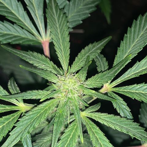 Auto Assassin growlog timeline photo