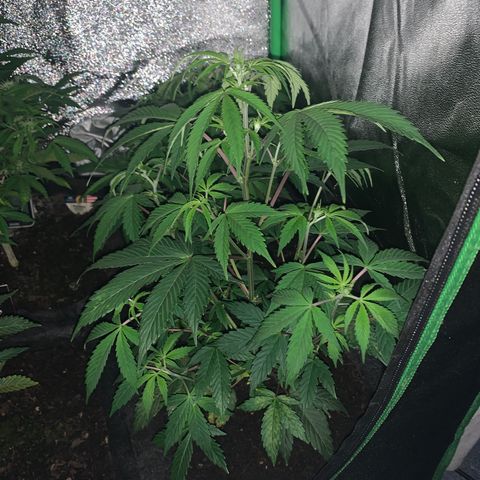 Northern Light Automatic #1 growlog timeline photo