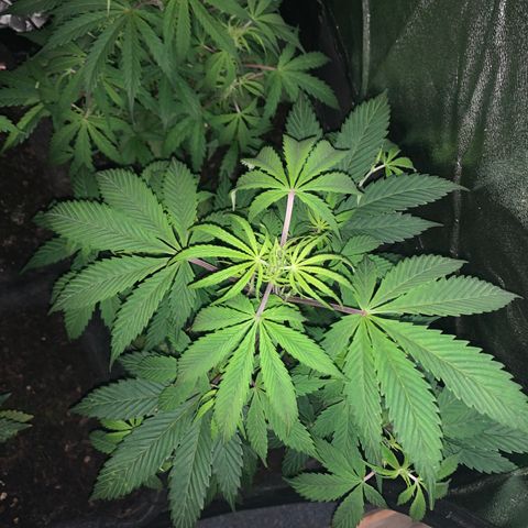 Northern Light Automatic #1 growlog timeline photo