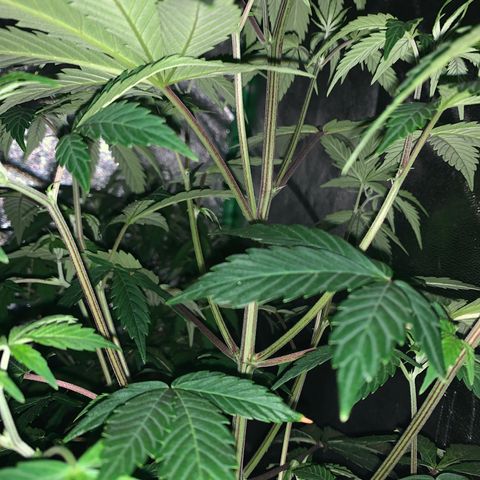 Northern Light Automatic #1 growlog timeline photo