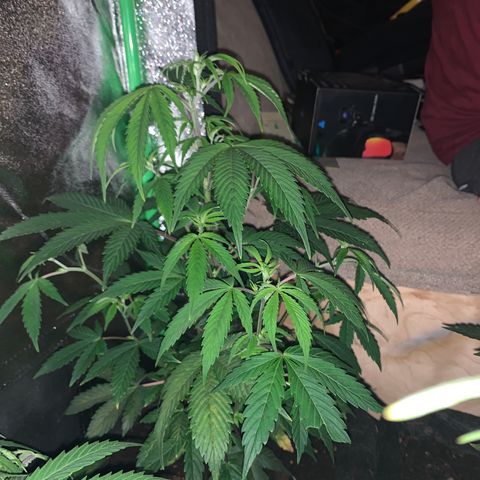 Northern Light Automatic #1 growlog timeline photo