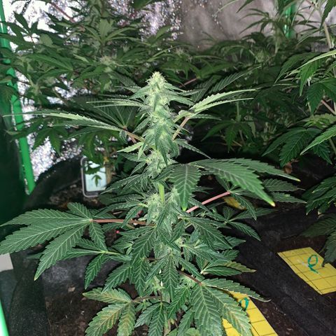 Auto Assassin growlog timeline photo
