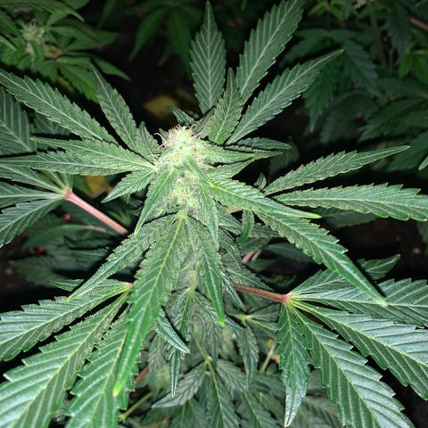 Auto Assassin growlog timeline photo