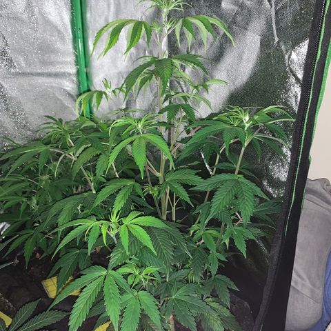 Northern Light Automatic #1 growlog timeline photo