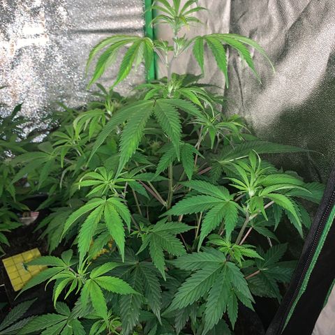 Northern Light Automatic #1 growlog timeline photo