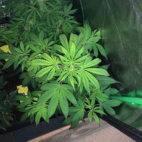 Northern Light Automatic #1 growlog timeline photo