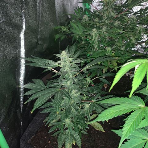 Auto Assassin growlog timeline photo