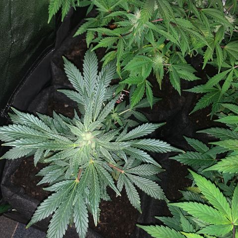 Auto Assassin growlog timeline photo