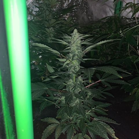 Auto Assassin growlog timeline photo