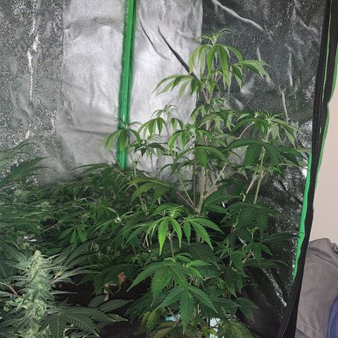 Northern Light Automatic #1 growlog timeline photo