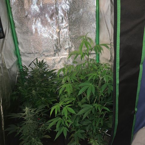 Northern Light Automatic #1 growlog timeline photo