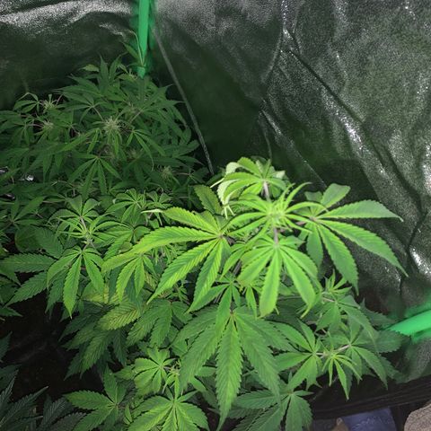 Northern Light Automatic #1 growlog timeline photo