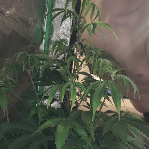 Northern Light Automatic #1 growlog timeline photo
