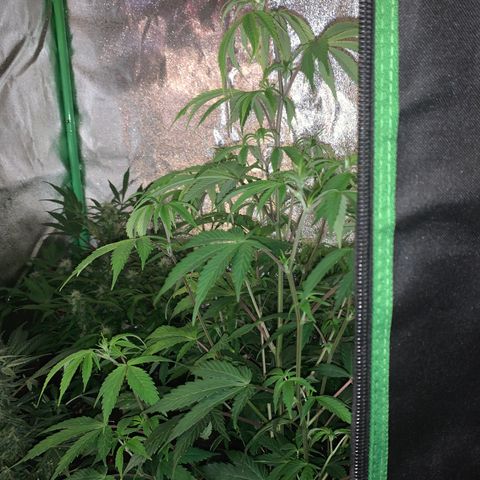 Northern Light Automatic #1 growlog timeline photo