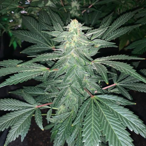 Auto Assassin growlog timeline photo