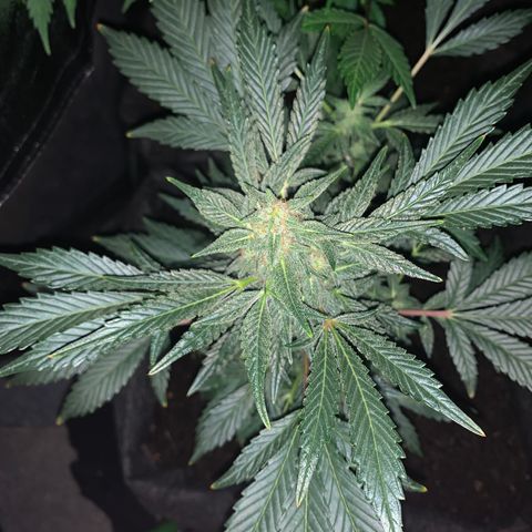 Auto Assassin growlog timeline photo