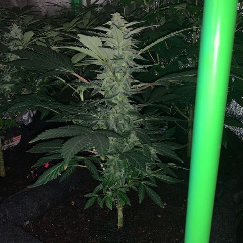 Auto Assassin growlog timeline photo
