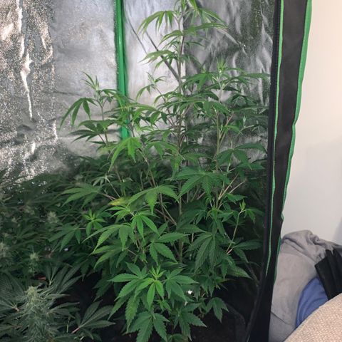 Northern Light Automatic #1 growlog timeline photo