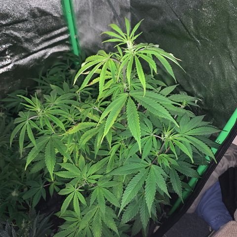 Northern Light Automatic #1 growlog timeline photo
