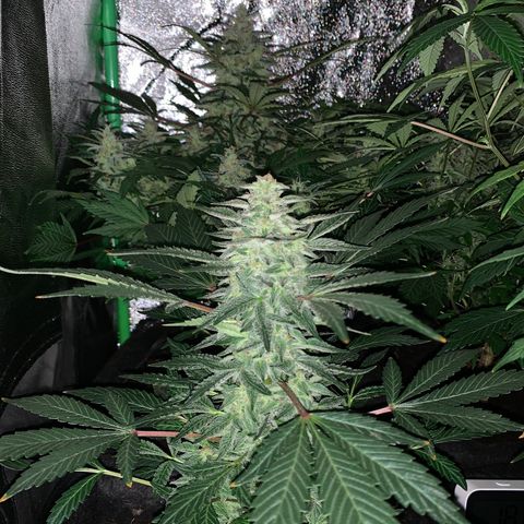 Auto Assassin growlog timeline photo