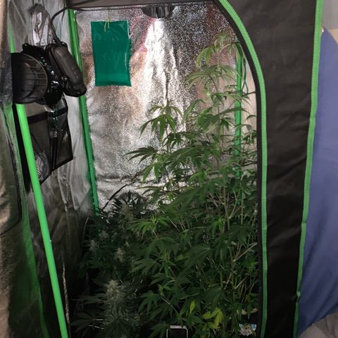 Northern Light Automatic #1 growlog timeline photo