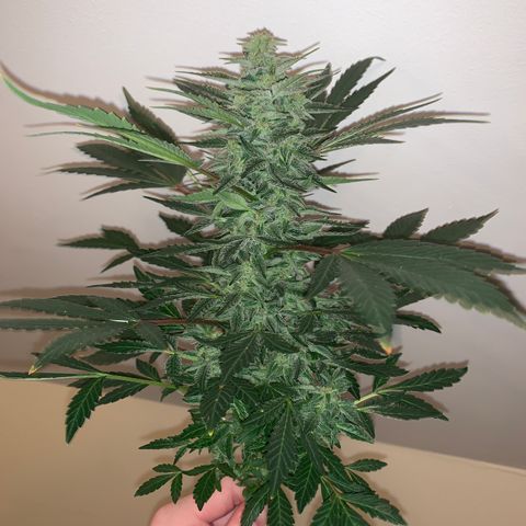 Auto Assassin growlog timeline photo