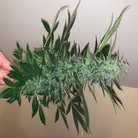 Auto Assassin growlog timeline photo