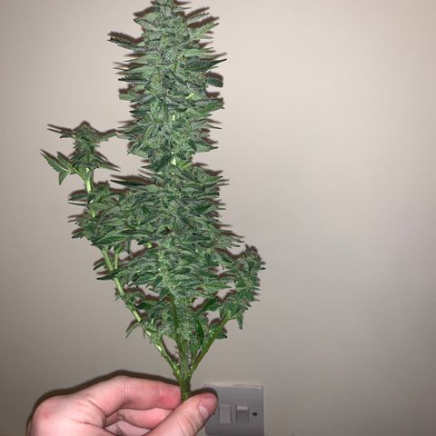 Auto Assassin growlog timeline photo