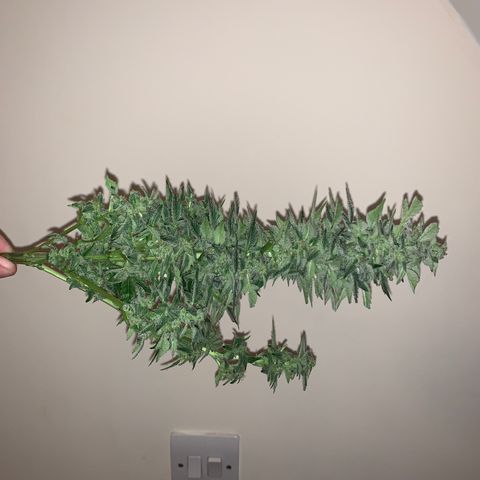 Auto Assassin growlog timeline photo