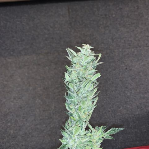 Auto Assassin growlog timeline photo