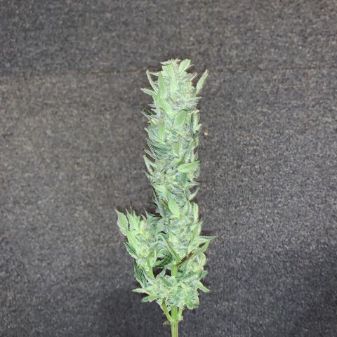 Auto Assassin growlog timeline photo