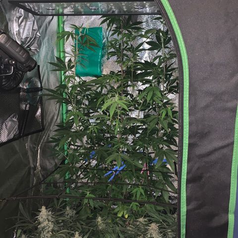Northern Light Automatic #1 growlog timeline photo