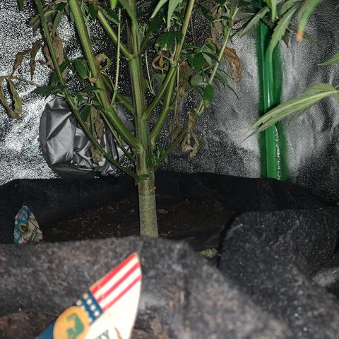 Northern Light Automatic #1 growlog timeline photo