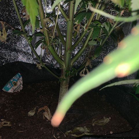 Northern Light Automatic #1 growlog timeline photo
