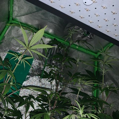 Northern Light Automatic #1 growlog timeline photo