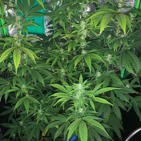 Northern Light Automatic #1 growlog timeline photo