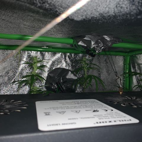 Northern Light Automatic #1 growlog timeline photo