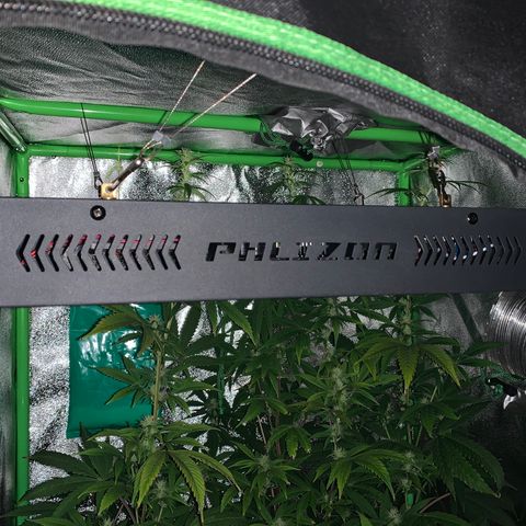 Northern Light Automatic #1 growlog timeline photo