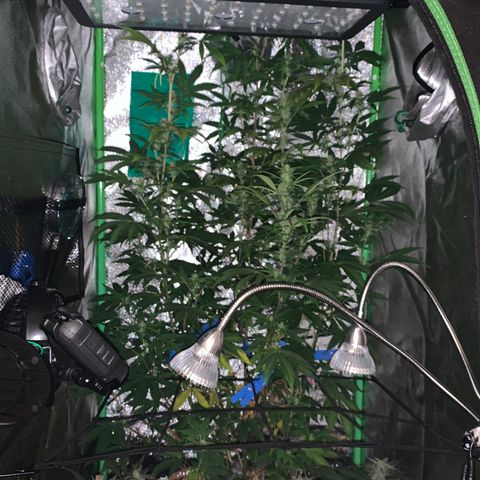 Northern Light Automatic #1 growlog timeline photo