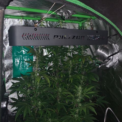 Northern Light Automatic #1 growlog timeline photo