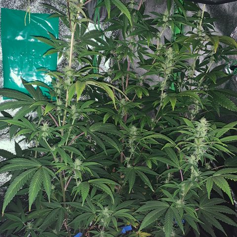 Northern Light Automatic #1 growlog timeline photo
