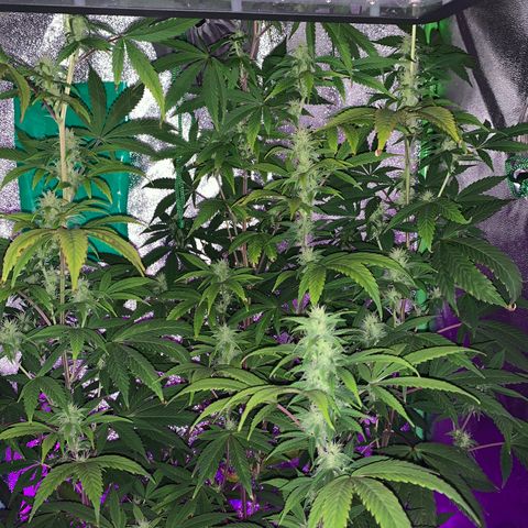 Northern Light Automatic #1 growlog timeline photo