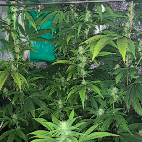 Northern Light Automatic #1 growlog timeline photo